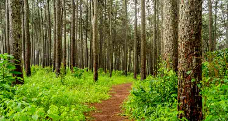 Pine Forest Kodaikanal  Tourist Attraction