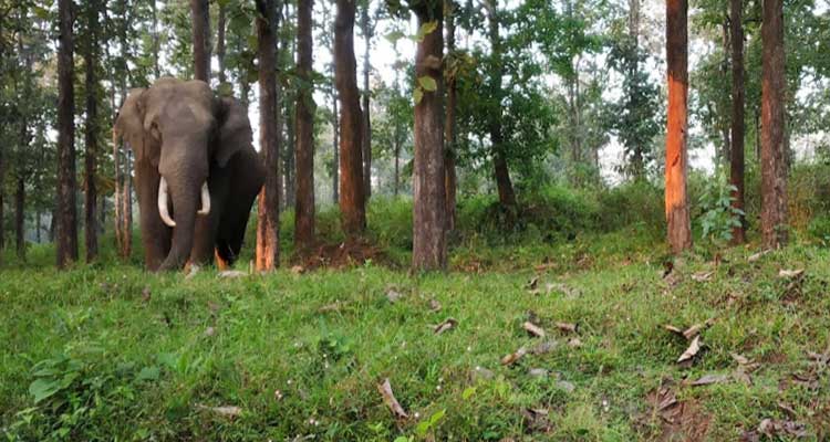 Wayanad Wildlife Sanctuary Wayanad Wildlife Sanctuary Tourist Attraction
